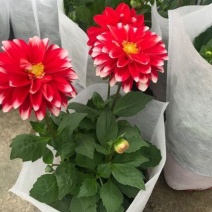 小丽花盆栽带花苞重瓣鲜花盆栽四季开花小丽菊花苗室内观赏
