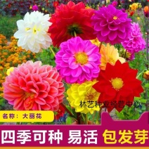 进口大丽花种子秋播四季易种家庭室内阳台花卉盆栽春播花籽