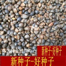 茶花种子家庭易种山茶花种籽子四季盆栽花卉阳台庭院易活开花