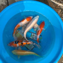 锦鲤
