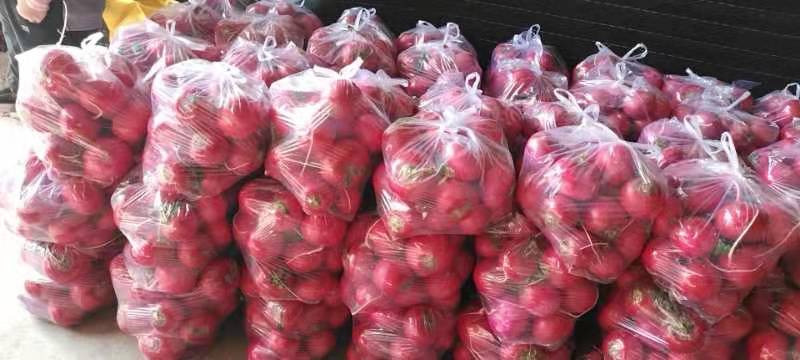 红皮春萝卜多种产品形态展示图