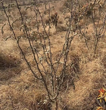 南強一號花椒樹5年成樹澆灌生態肥