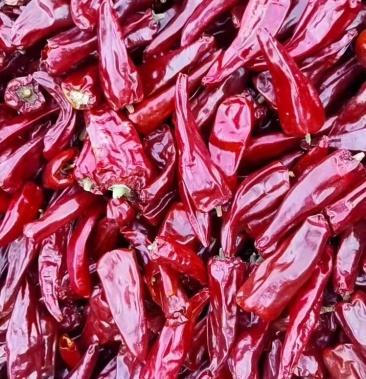 北京红 千斤红辣椒 内蒙主产区红干椒大量上市代发