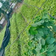 组培构树，杂交构树用于饲料养殖，成活率高，产量高