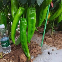 大果型牛角椒苗供应中厚皮大牛角辣椒苗批发辣度好