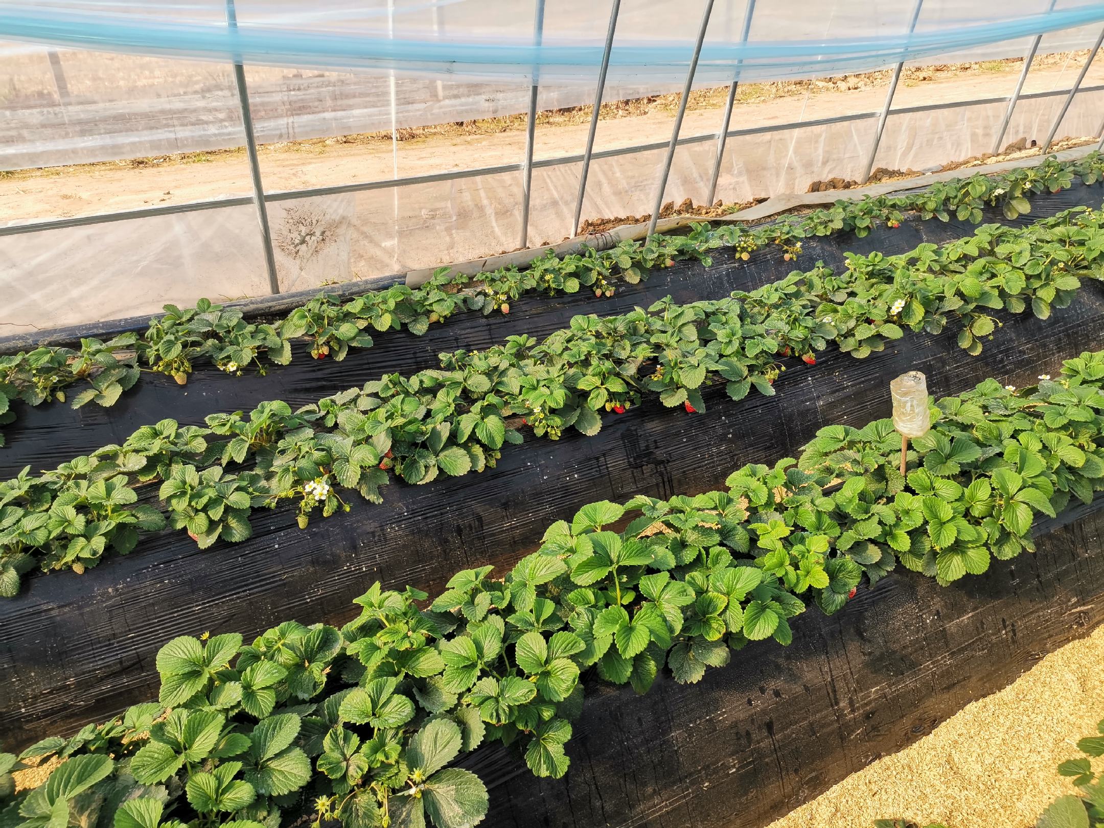 丰香草莓植株与果实特写