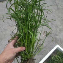 旱伞草，质优价廉，欢迎大量采购，诚信经营，量大从优