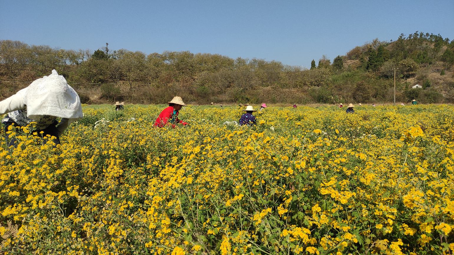 金丝皇菊手工采摘现场