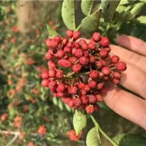 大红袍花椒苗保真签约发苗提供技术指导