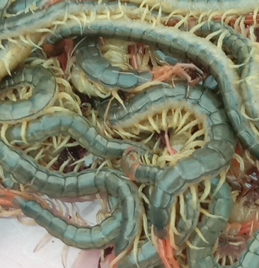 蜈蚣蜈蚣苗优质活体健壮小蜈蚣大小均匀成活率高