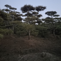 ααVcHdqNX9sn8αα@造型松景观松小镇185