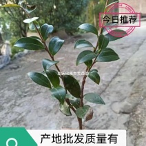 重庆巴南区茶梅基地地苗大量批发价格美丽诚信经营