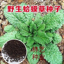 新采正宗蛤蟆草种子荔枝草中草雪见草青蛙草阳台庭院种植种子