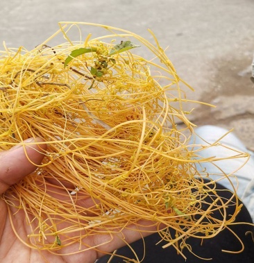 无根藤菟丝子无爷藤无娘藤