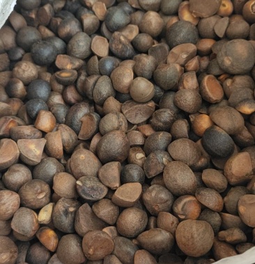 [油茶籽批发]油茶子,.价格7.20元/斤 - 一亩田