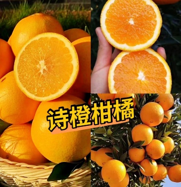 秭归脐橙好还是赣南脐橙好(秭归脐橙出名吗)