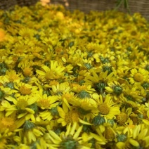 野菊花
