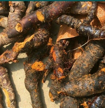 [虎杖批发]野生虎杖价格5.00元/斤 - 一亩田