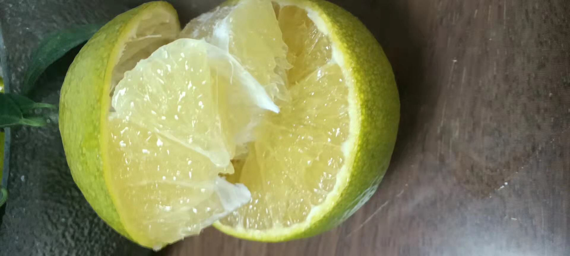 耙耙柑切开后果肉饱满,展示其晶莹剔透的果粒和多汁特性 耙耙柑切开果肉展示