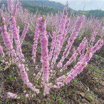 麦李麦李枝条红花麦李白花麦李规格齐全