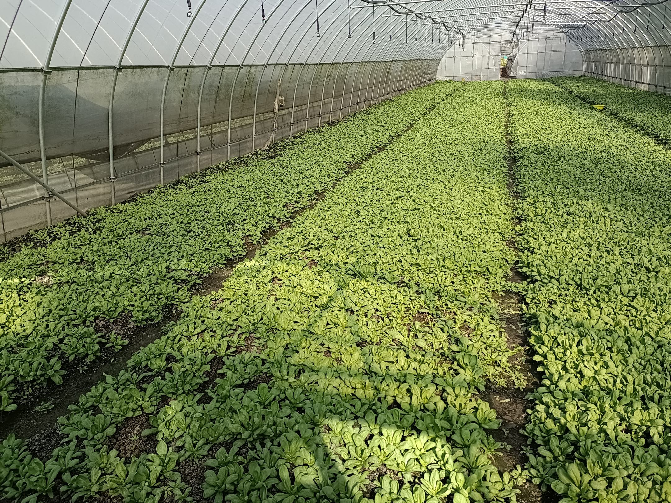 雏菊秋季种植后覆盖稻草保温,防止低温影响幼苗生长 雏菊秋季种植覆盖保温