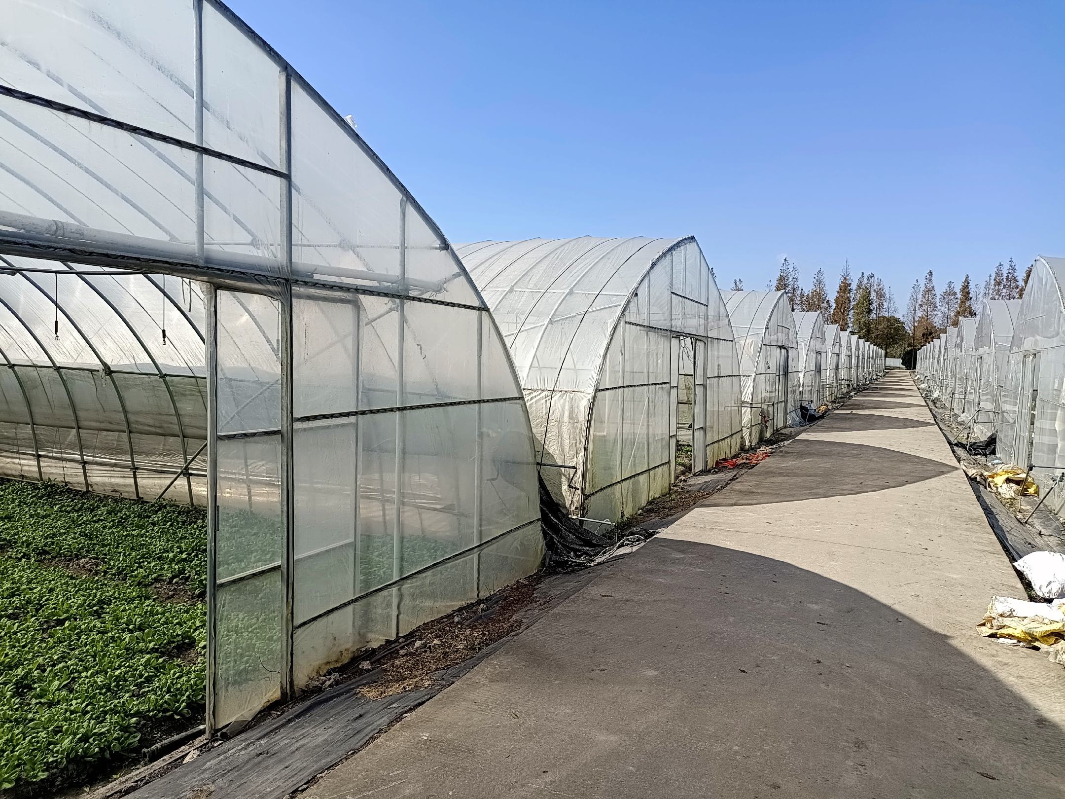 一片绿意盎然的茼蒿dangou种植基地,植株整齐排列,叶片宽大深绿,茎秆嫩白,田间管理规范,土壤湿润,背景可见农业大棚和灌溉设施 茼蒿dangou田间生长实景