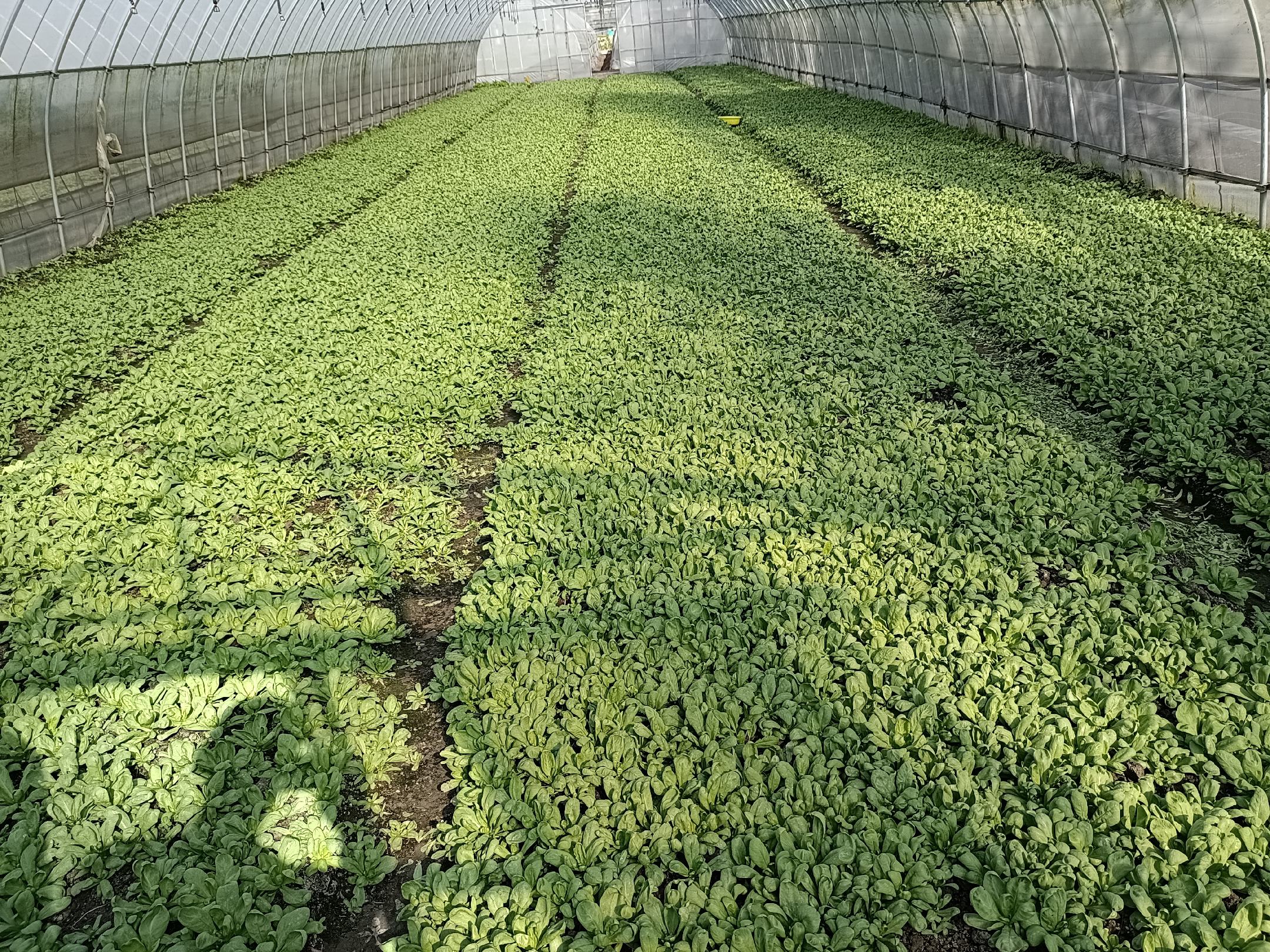 水培雏菊生长良好状态