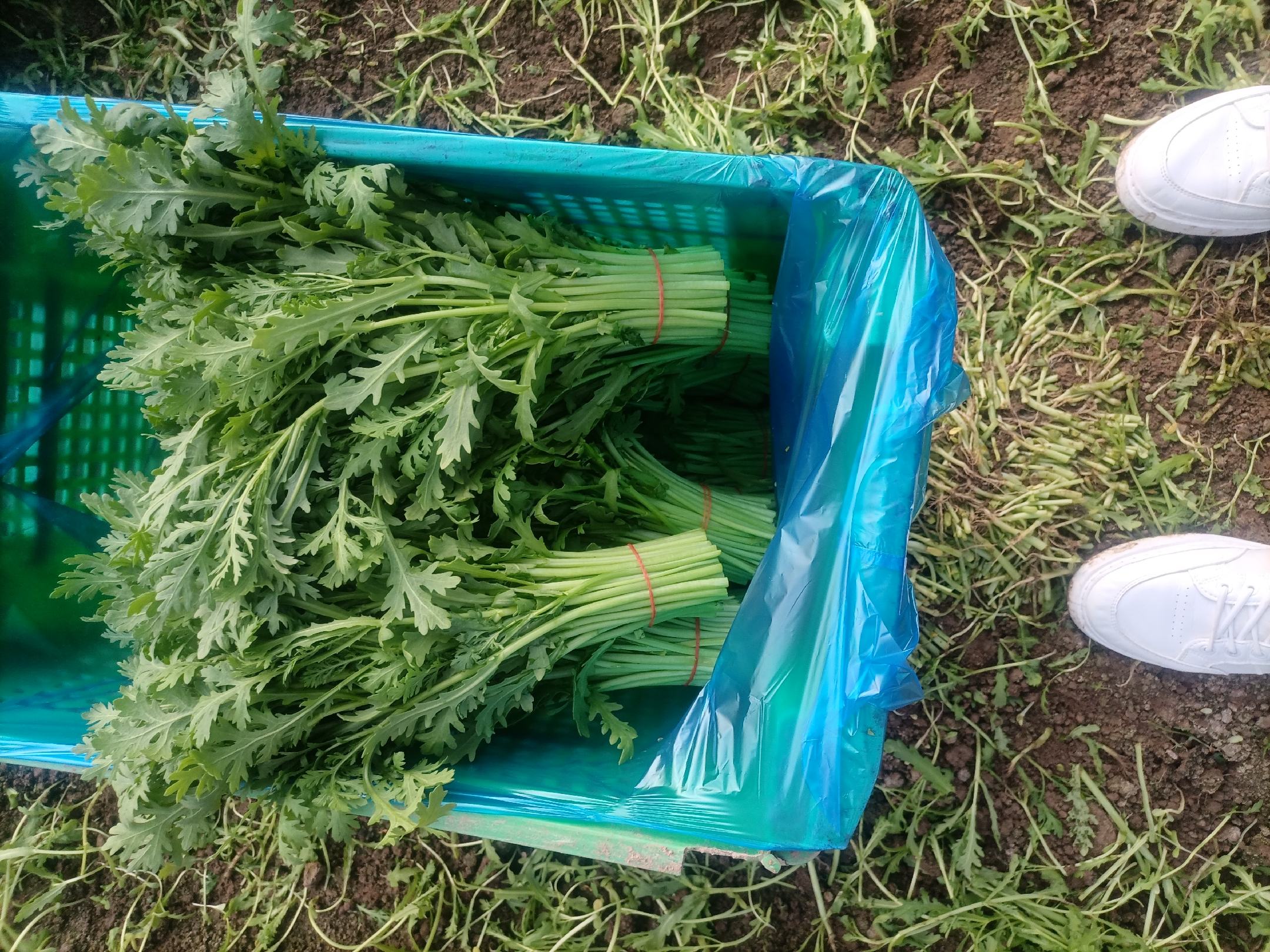 新鲜采摘的蒿子杆与空心菜摆放在竹篮中