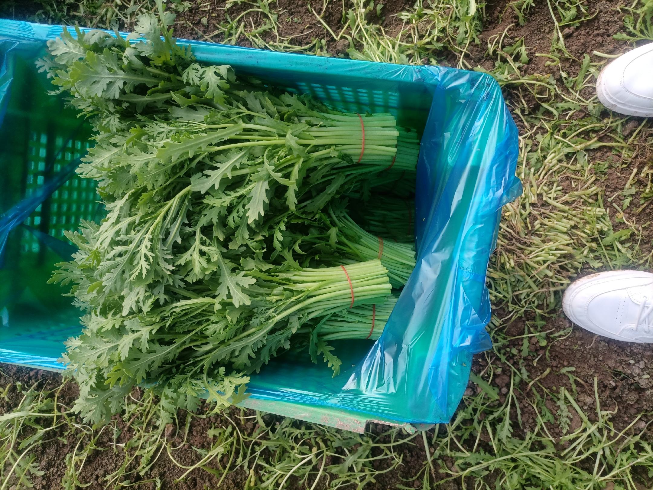 新鲜的蒿子杆清洗干净