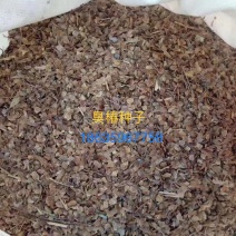 臭椿种子，产地直销，精选优质新货，净度高