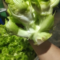 儿菜