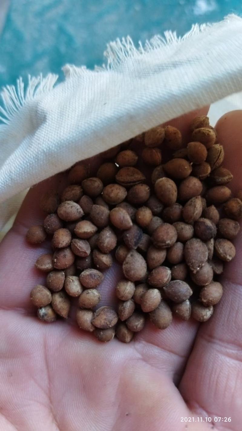 马哈利种子马哈利樱桃种子零售批发品种纯正