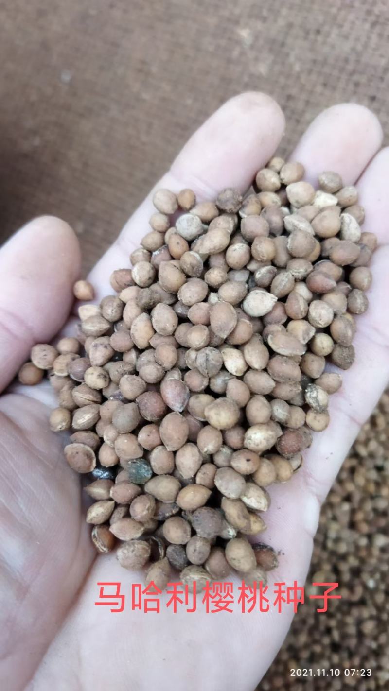 马哈利种子马哈利樱桃种子零售批发品种纯正