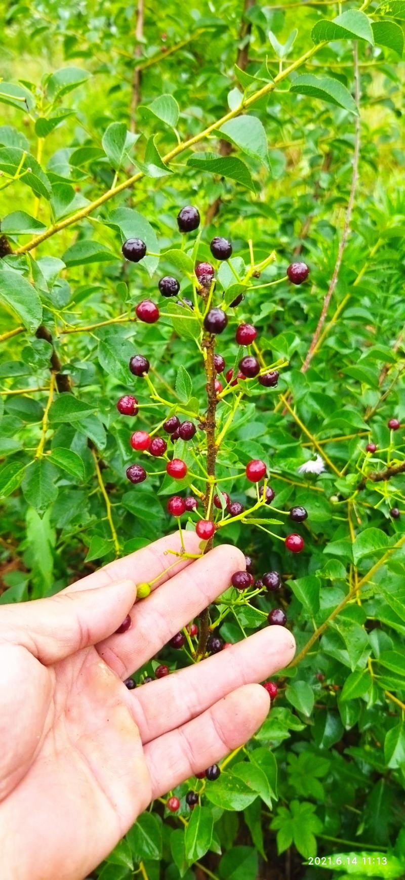 马哈利种子马哈利樱桃种子零售批发品种纯正