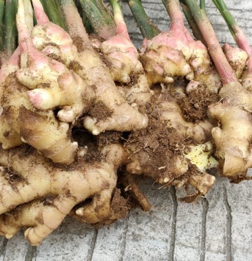 [生姜批发]浙江磐安红爪姜价格6.00元/公斤 - 一亩田