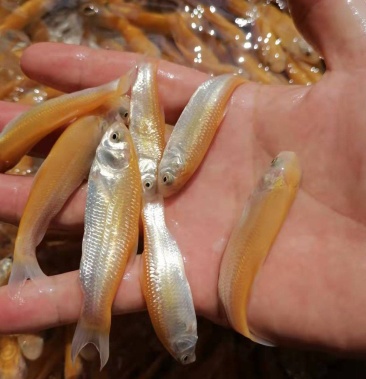 金丝草鱼苗红草鱼苗俄罗斯金草鱼鲩鱼苗抗病力强