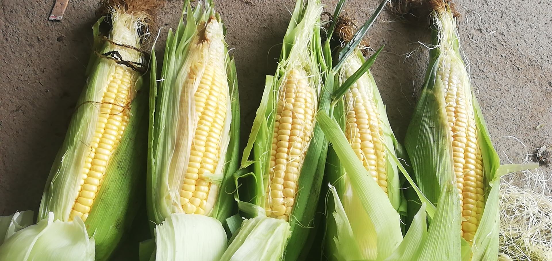 一根新鲜采摘的水果玉米被横向剖开,露出整齐排列、晶莹饱满的金黄色玉米粒,部分汁液微微渗出,背景为木质砧板和绿叶衬托,突出食材的新鲜感与自然质感 水果玉米切开特写展示金黄饱满颗粒