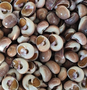 [香螺批发]东港本地特产红香螺,香螺,红丁,欢迎新老客户价格18.