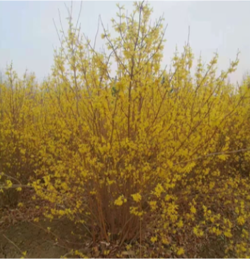 连翘东北连翘规格齐全量大优惠小苗13年