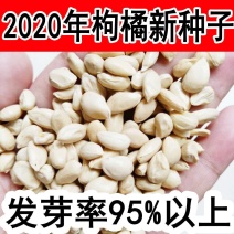 新采枸橘种子枳壳种子香橙红橘种子柑橘马甲子嫁接砧木带刺篱