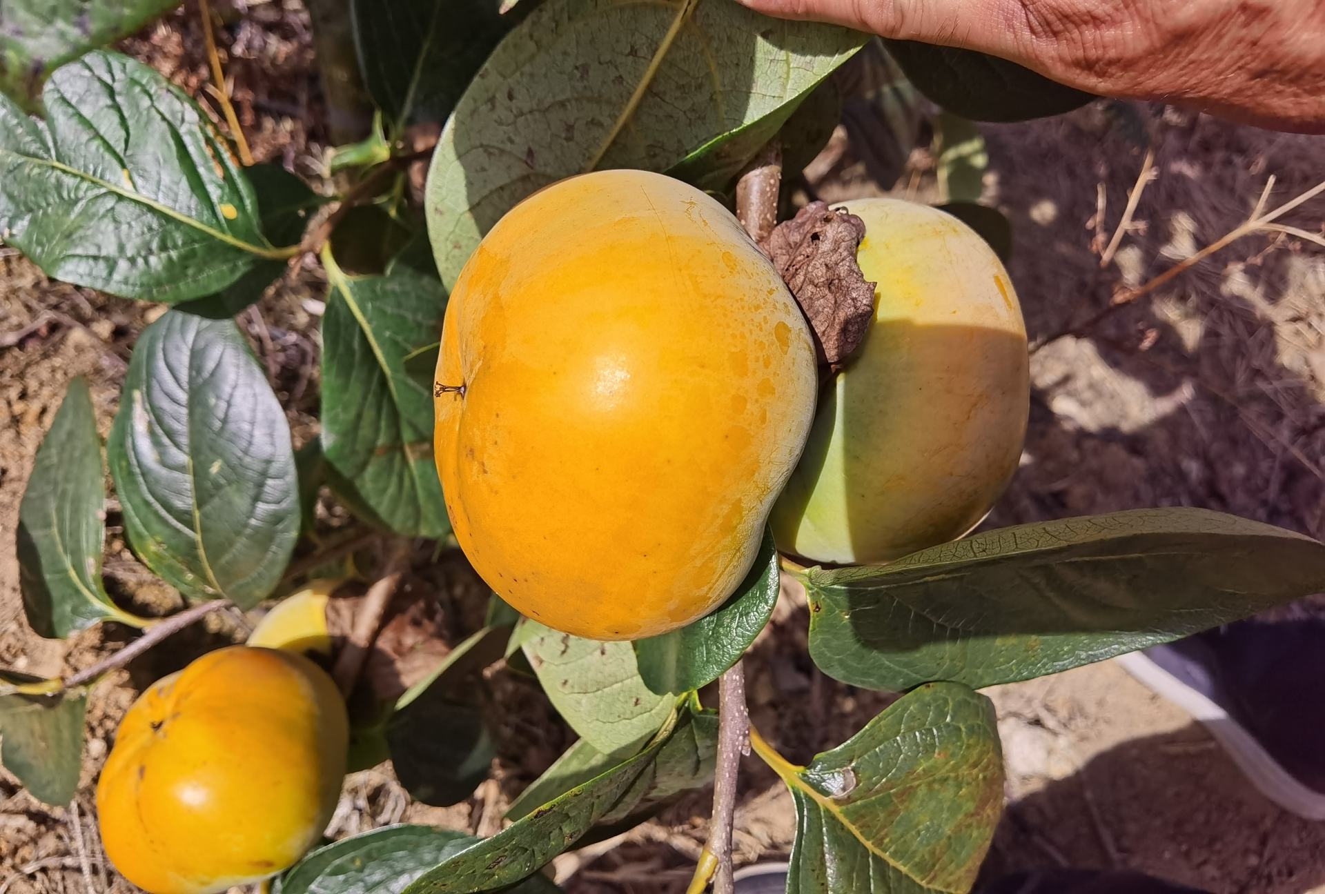 一颗成熟饱满的太秋甜柿,果皮呈金黄色,表面光滑,果实饱满多汁 太秋甜柿特写