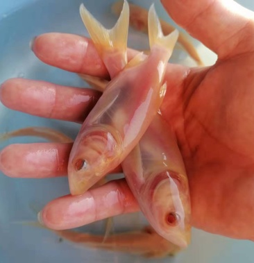 [鳙鱼苗批发]大头鱼苗,鳙鱼苗,黄金大头鱼,赤目黄金大头批发,基地直销