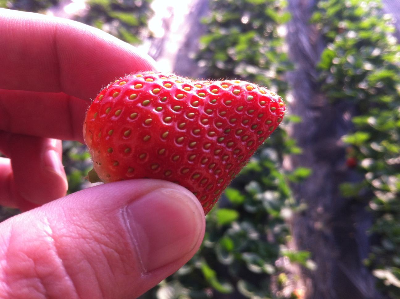 草铵膦除草剂喷洒在田间