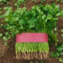 河南香菜，20一25公分，一手货源，可以实地看货，考察。