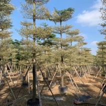 锦叶榄仁.红千层.桃花芯木.阴香