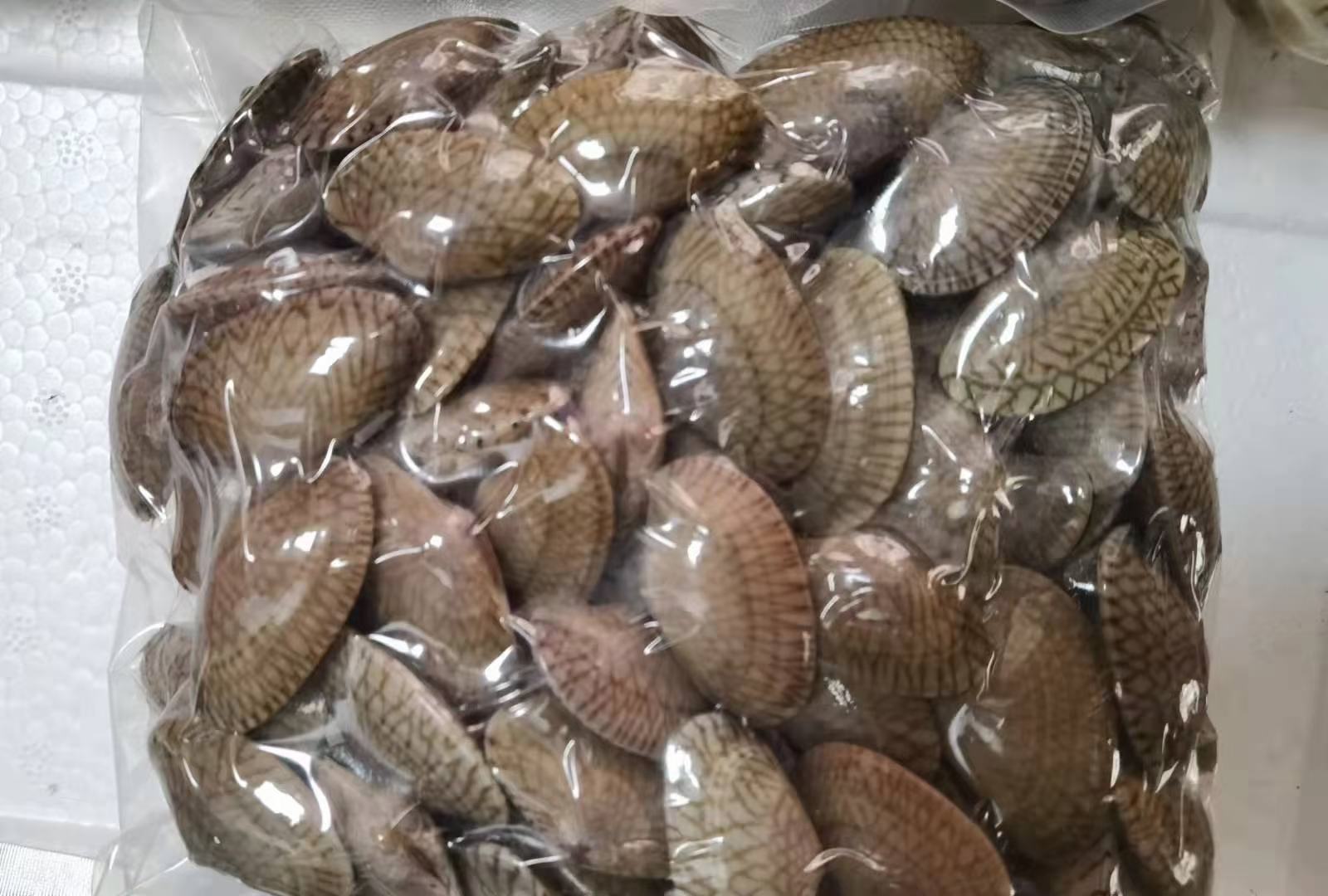 展示一个塑料盆中放置花蛤,底部铺有湿润海草,上方覆盖湿纱布,置于阴凉通风的厨房角落。旁边标注‘温度8–12℃’、‘避免阳光直射’、‘每日换水一次’等提示文字 花蛤正确储存方式示意图