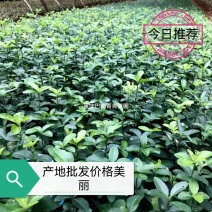 重庆巴南大叶黄杨万年青大量现货批发价格美丽