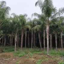 杆高4米自然高度6.5米皇后葵树（金山葵）棕榈树椰