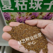 散装夏枯草种子新采药材白毛夏枯球种籽四季播种简单