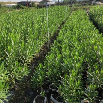 夹竹桃种植基地